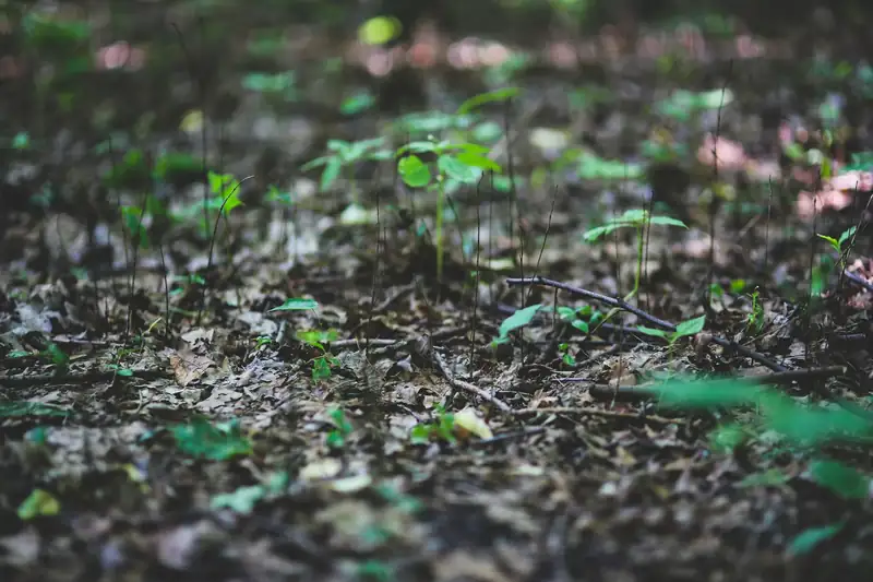 Keimlinge wachsen aus freigelegtem Waldboden