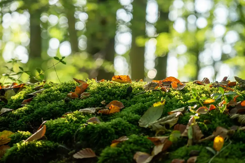 Moos und Laub auf dem Waldboden im Gegenlicht