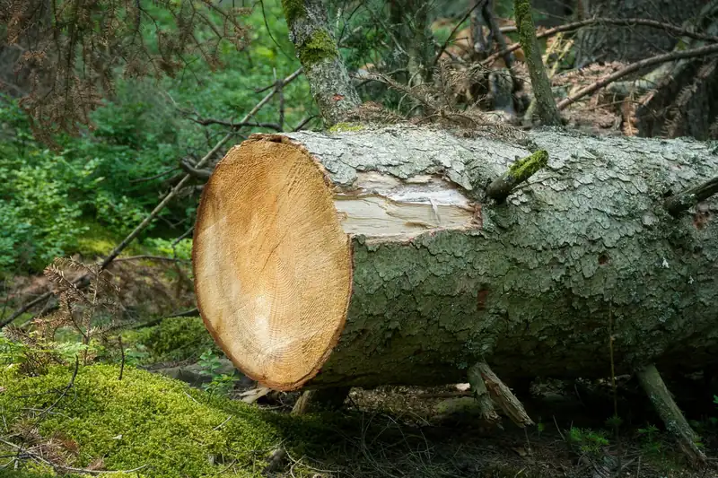 Frisch gefällter Stamm mit sauberem Schnitt im Wald