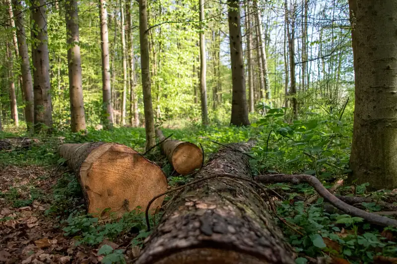 Aufgearbeitete Stammabschnitte auf dem Waldboden im lichten Mischwald