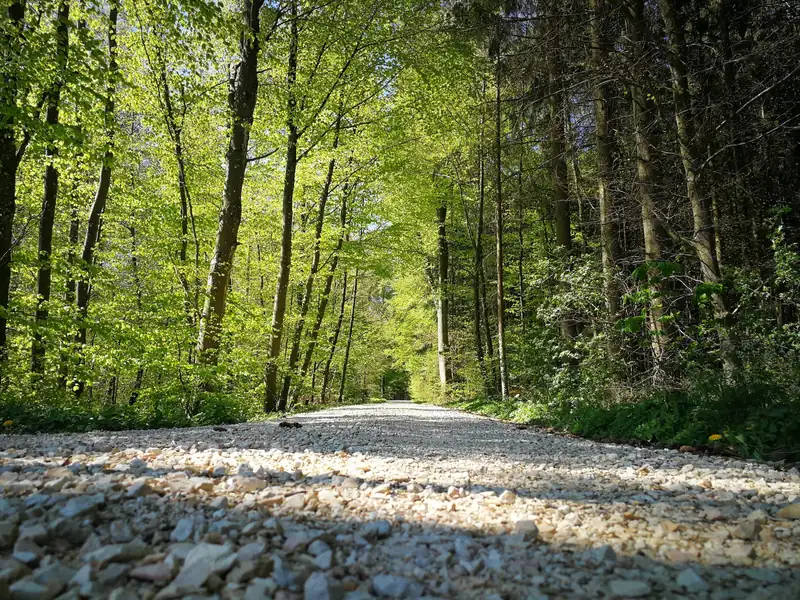 Frisch geschotterter Weg durch hellen Laubwald