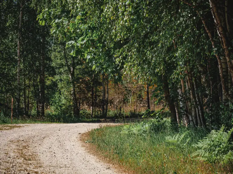 Geschotterter Waldweg in einer Kurve