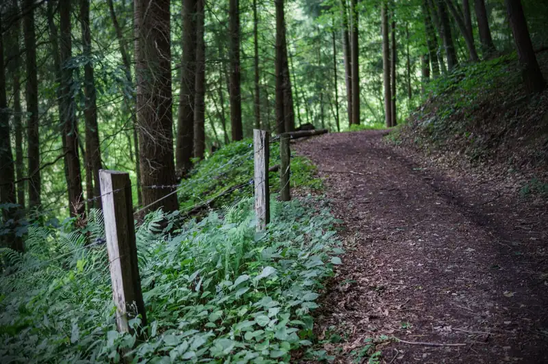 Zaunpfosten entlang eines Waldweges
