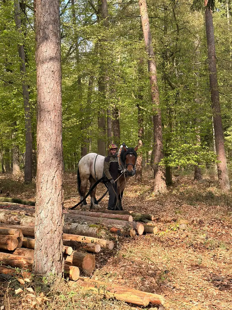 Rückepferd und Fuhrmann neben den gerückten Stämmen im Mischwald