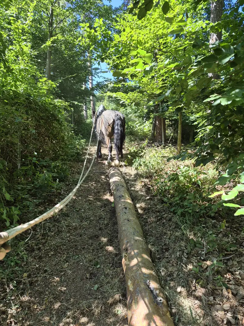 Kaltblut zieht einen langen Stamm an der Kette über einen schmalen Weg im Wald