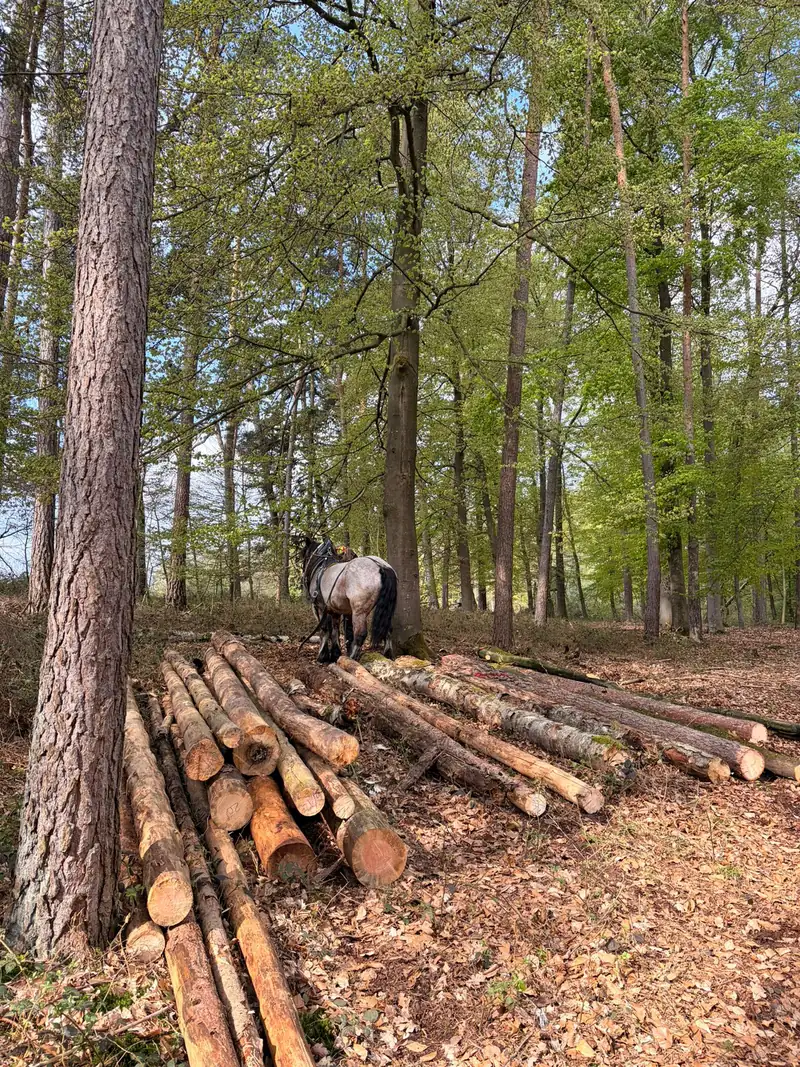 Kaltblut steht neben den gerückten Stämmen im lichten Mischwald