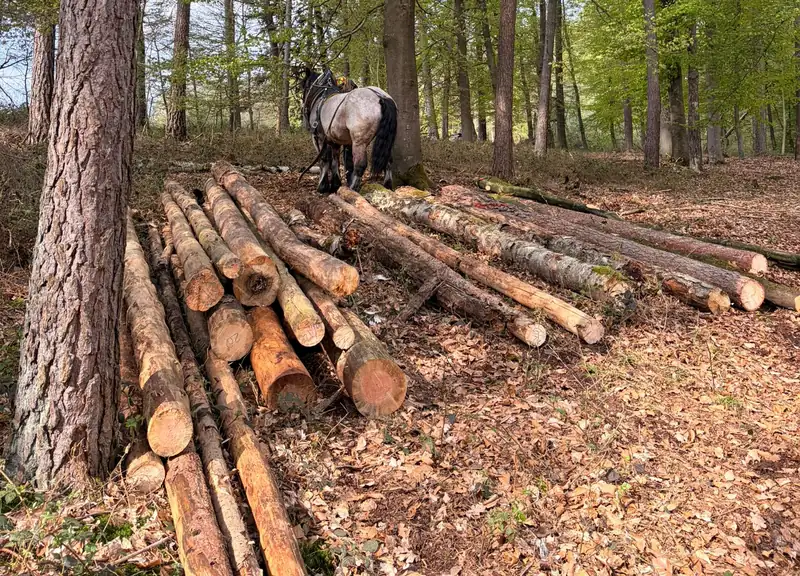 Gerückte Stämme im Mischwald, dahinter das Kaltblut